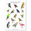 Poster - Láminas con 15 pájaros chilenos
