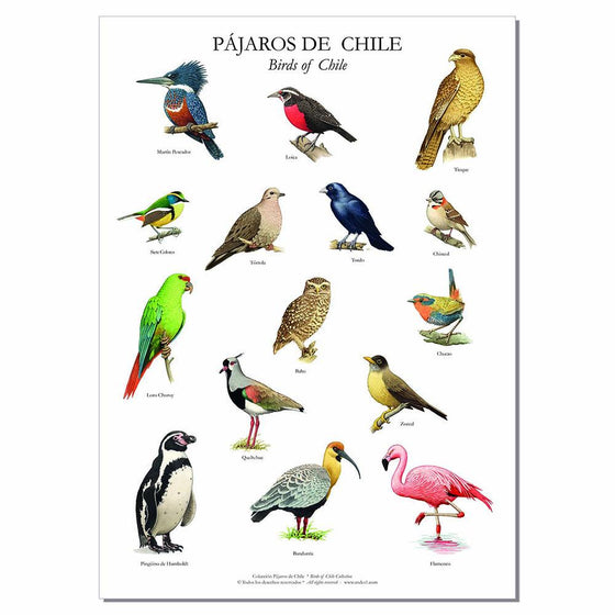 Poster - Láminas con 15 pájaros chilenos