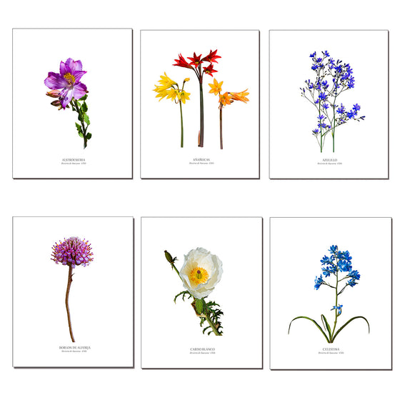 Pack de 6 láminas para enmarcar de Flores del desierto de Atacama diseño 1
