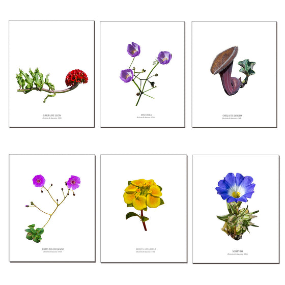 Pack de 6 láminas para enmarcar de Flores del desierto de Atacama diseño 2