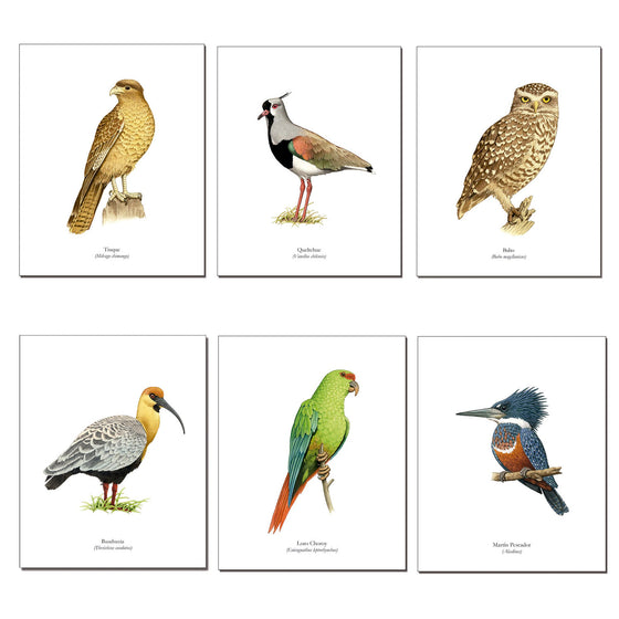 Pack de 6 láminas para enmarcar de Pájaros Chilenos diseño 2